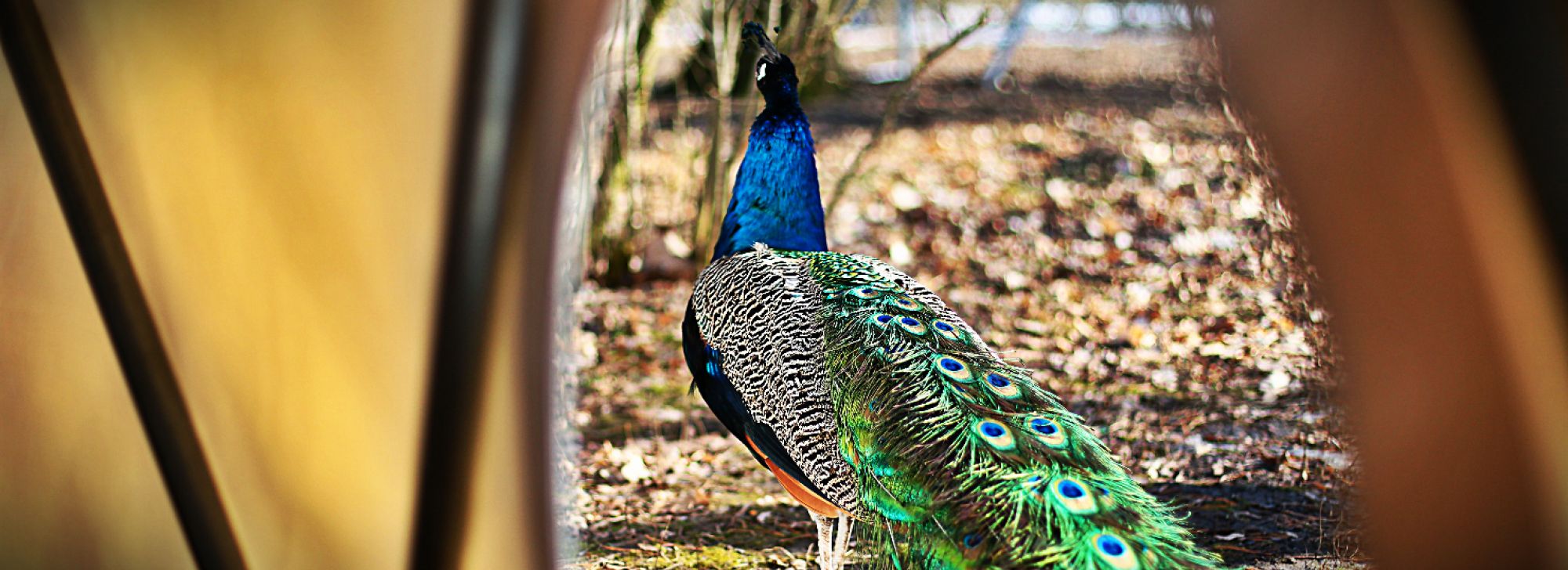 PACIFIC DOMES FOR THE PRECIOUS BIRDS IN THE SUMMER GARDEN POLAND, POZNAN